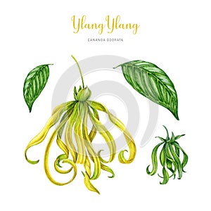 Ylang ylang flower, leaf, bud illustration set. Cananga odorata tropical aroma scented blossom. Watercolor hand painted