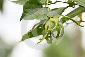 Ylang-ylang flower, Perfume Tree, ka dang nga