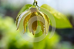 Ylang-ylang flower tree