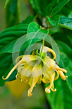 Ylang-Ylang flower on tree