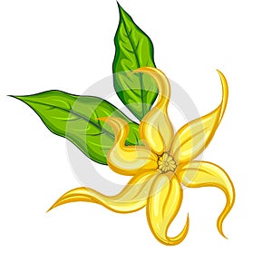 Ylang ylang flower with two leaves
