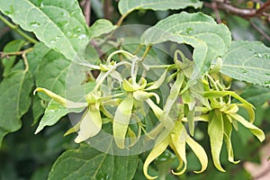 Ylang-ylang flower with water drops , Cananga odorata