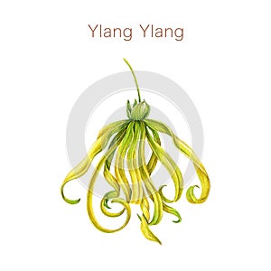 Ylang ylang flower watercolor illustration. Cananga odorata tropical aroma scented blossom. Hand painted ylang ylang