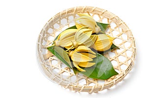 Ylang-Ylang flower,Yellow fragrant flower