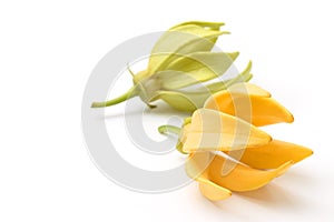 Ylang-Ylang flower,Yellow fragrant flower