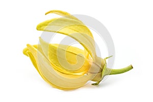 Ylang-Ylang flower,Yellow fragrant flower