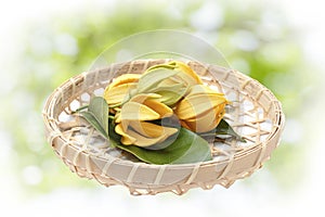 Ylang-Ylang flower,Yellow fragrant flower