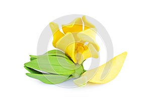 Ylang-Ylang flower,Yellow fragrant flower on white background.