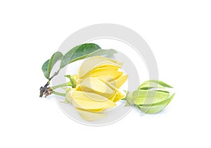 Ylang-Ylang flower,Yellow fragrant flower on white background