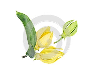 Ylang-Ylang flower,Yellow fragrant flower on white background