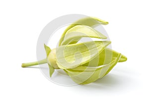 Ylang-Ylang flower,Yellow fragrant flower