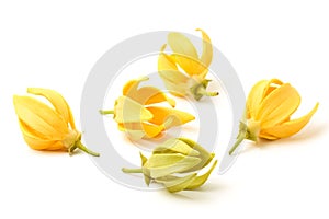 Ylang-Ylang flower,Yellow fragrant flower photo