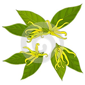 Ylang-ylang flowers