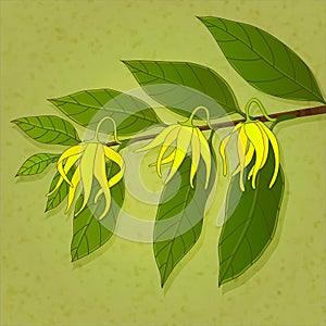 Ylang-ylang flowers