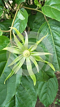 The ylang ylang flowers are blooming