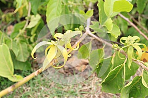 Ylang Ylang flowers cananga odorata