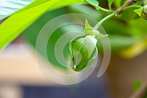 Ylang Ylang Flowers or Cananga odorata flower on tree , Thailand