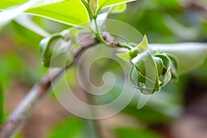 Ylang Ylang Flowers or Cananga odorata flower on tree , Thailand