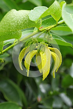 Ylang-Ylang Flowers (Cananga odorata (Lamk.) Hook.