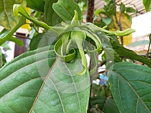 Ylang ylang flowers (cananga odorata) are yellowish green. The flower petals are also green, curled irregularly