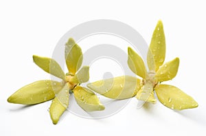 Ylang-Ylang flowers