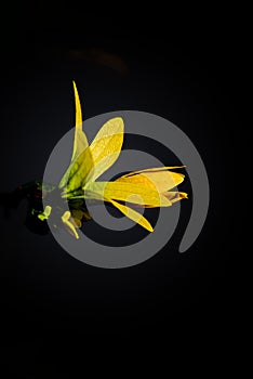 Ylang Ylang flowers or golden flowers on the tree