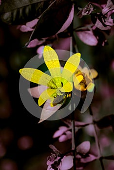 Ylang Ylang flowers or golden flowers on the tree