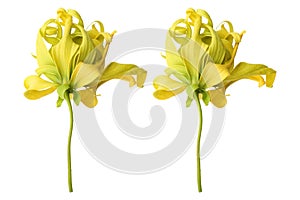 ylang ylang flowers isolated on white