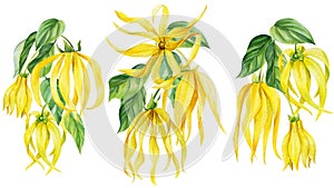 Ylang ylang flowers on isolated white background, botanical illustration, Watercolor painting