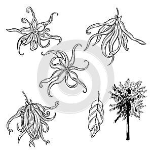 Ylang-Ylang flowers.Vector  illustration