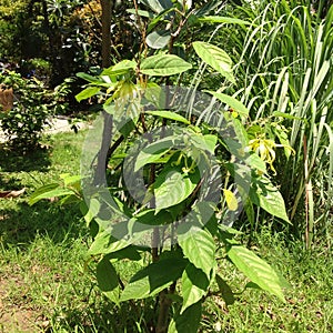 Ylang-ylang tree