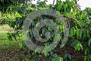 Ylang Ylang trees in Madagascar, Nosy Be island