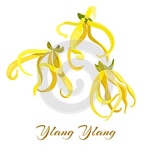 Ylang-Ylang tropical flower Cananga odorata . Vector illustration