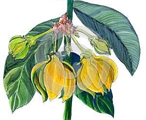 Ylang-ylang. Watercolor painting medicinal, perfumery and cosmetic plants. Wallpaper.