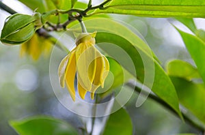 Ylang-Ylang yellow flowers are blooming and fragrant on the tree.