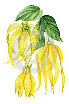 Ylang-ylang yellow tropical flowers and leaves on an isolated white background. Watercolor botanical illustration