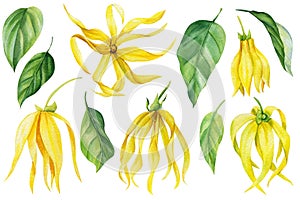 Ylang-ylang yellow tropical flowers and leaves on an isolated white background. Watercolor botanical illustration