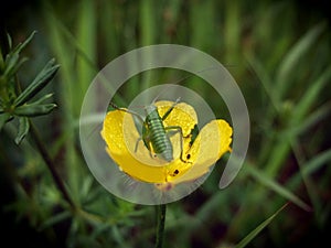 Yllow buttercup with grasshopper