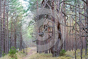 The yoang coastal pine forest with one old gnarled and twisted pine tree. Kaleste study trail, Hiiumaa Recreation Area.