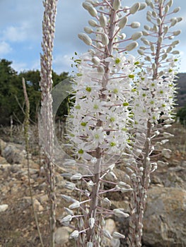 Close up of Drimia flower blooming photo