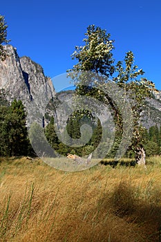 Yoesmite meadow in early fall colors