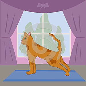 Yoga for animals. Red funny cat is doing yoga in the pose downward facing dog