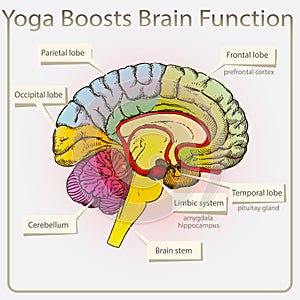 Yoga boosts brain Function