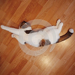 A yoga cat