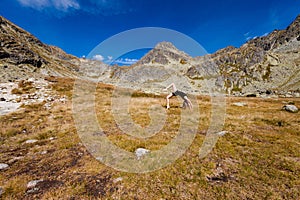 Yoga Chakra-asana in Tatry mountains