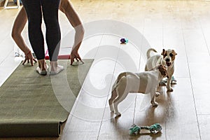 yoga class with Jack Russell terrier puppies