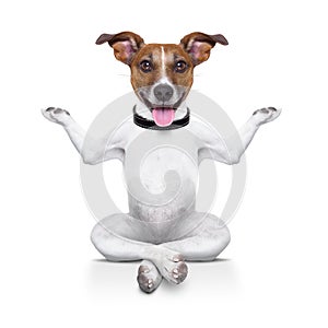 Yoga dog