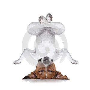 Yoga dog