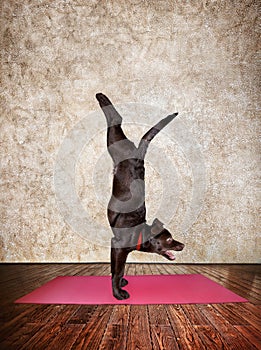 Yoga dog