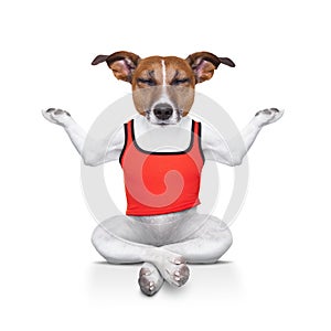 Yoga dog